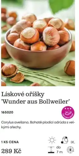 Starkl Lískové oříšky 'Wunder aus Bollweiler' nabídka