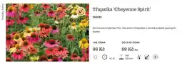 Starkl Třapatka 'Cheyenne Spirit' nabídka