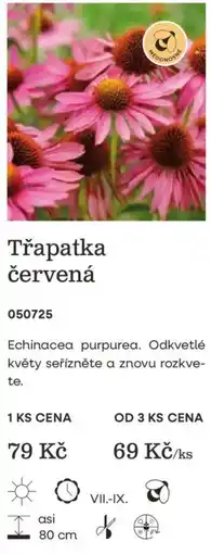 Starkl Třapatka červená nabídka