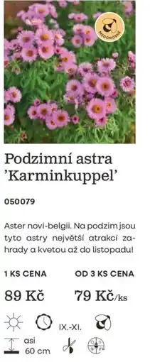 Starkl Medonogie podzimní astra 'Karminkuppel' nabídka