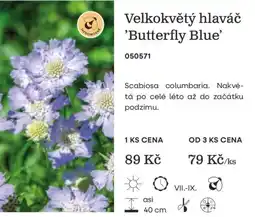 Starkl Velkokvětý hlaváč 'Butterfly Blue' nabídka