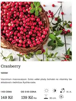 Starkl Cranberry nabídka