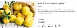 Starkl Kdouloň 'Konstantinopeler' nabídka
