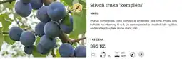 Starkl Slivoň trnka 'Zempléni' nabídka