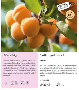Starkl Starkl velkopavlovická nabídka