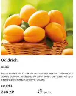 Starkl Goldrich nabídka
