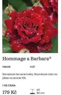 Starkl Hommage a Barbara nabídka