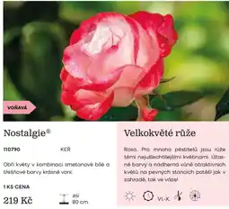Starkl Nostalgie® Velkokvěté růže nabídka