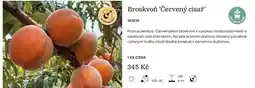 Starkl Medonosné broskvoň červený císař nabídka
