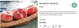 Starkl Broskvoň 'Remény' nabídka