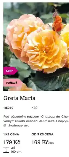Starkl Keř Greta Maria nabídka