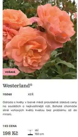 Starkl Westerland® KEŘ nabídka