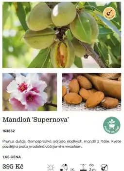 Starkl Mandloň Supernova nabídka