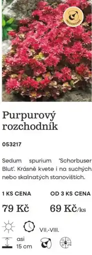 Starkl Purpurový rozchodník nabídka