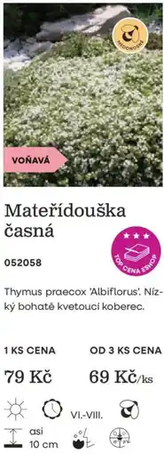 Starkl Voňavá Mateřídouška časná nabídka