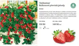 Starkl Delikatess Balkonové převislé jahody nabídka