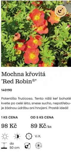 Starkl Mochna křovitá 'Red Robin®' nabídka
