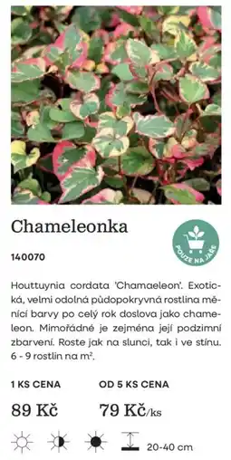 Starkl Chameleonka nabídka
