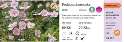 Starkl Podzimní sasanka nabídka