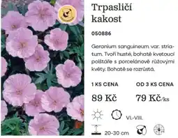 Starkl Trpasličí kakost nabídka
