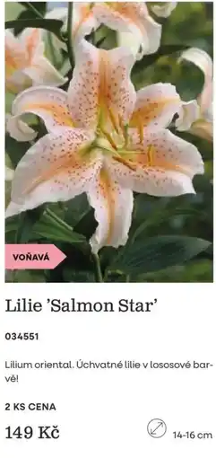 Starkl Lilie 'Salmon Star' nabídka