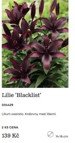 Starkl Lilie 'Blacklist' nabídka