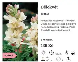 Starkl Bělokvět nabídka