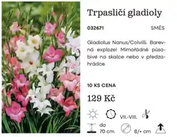 Starkl Trpasličí gladioly nabídka