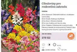 Starkl Cibuloviny pro rozkvetlou zahradu nabídka