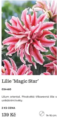 Starkl Lilie 'Magic Star' nabídka