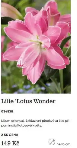 Starkl Lilie 'Lotus Wonder' nabídka
