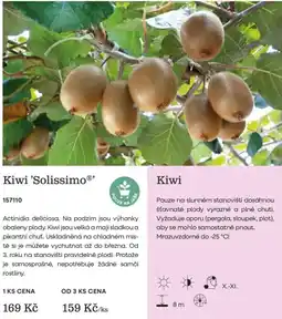 Starkl Kiwi 'Solissimo' nabídka