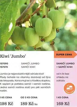 Starkl Kiwi Jumbo nabídka