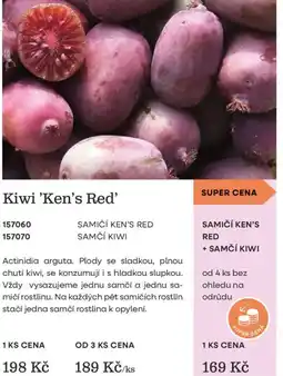 Starkl Kiwi Ken's Red nabídka