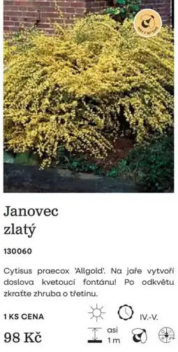 Starkl Janovec zlatý nabídka