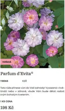 Starkl Parfum d'Evita nabídka