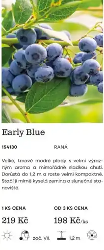 Starkl Early Blue nabídka