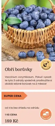 Starkl Obří borůvky nabídka