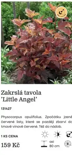 Starkl Zakrslá tavola 'Little Angel' nabídka