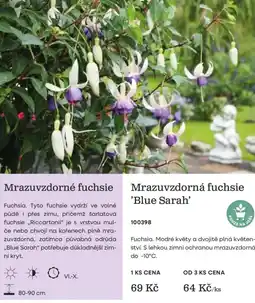 Starkl Mrazuvzdorná fuchsie 'Blue Sarah' nabídka