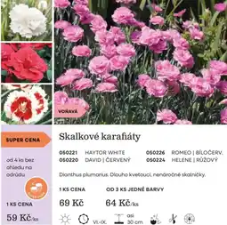 Starkl Skalkové karafiáty nabídka