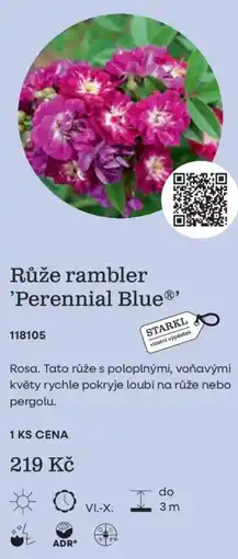 Starkl Starkl růže rambler 'Perennial Blue®' nabídka