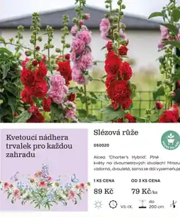 Starkl Slézová růže nabídka