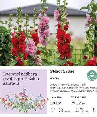 Slézová růže