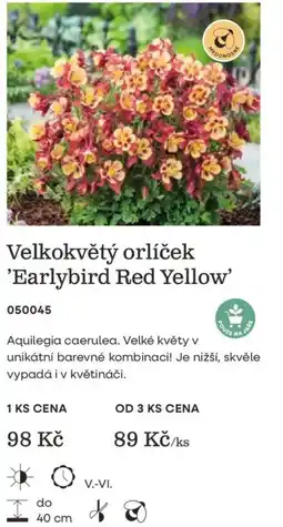 Starkl Velkokvětý orlíček 'Earlybird Red Yellow' nabídka