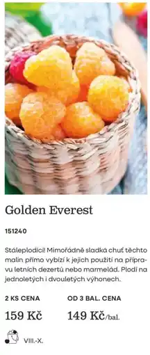 Starkl Golden Everest nabídka