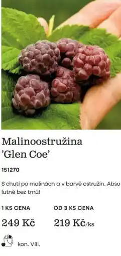 Starkl Malinoostružina 'Glen Coe' nabídka