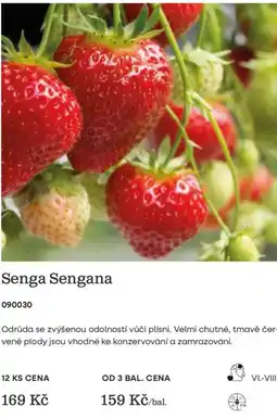 Starkl Senga Sengana nabídka