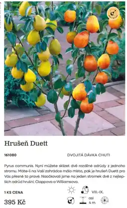 Starkl Hrušeň Duett nabídka