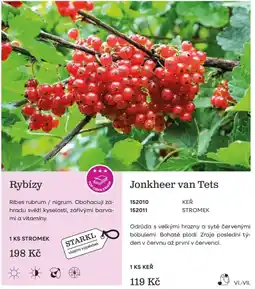 Starkl Starkl rybízy jonkheer van tets nabídka